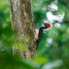 Datel indomalajsky - Dryocopus javensis - White-bellied Woodpecker o0478